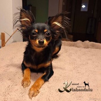 Toy rosyjski - suczka z dokumentami FCI