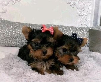 Szczenięta Yorkshire Terrier do adopcji.