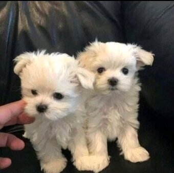 Szczenięta maltańczyka potrzebują domu.