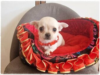 Chihuahua śliczny kremowo biały piesek