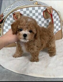 Szczenięta rasy maltipoo potrzebują domu.