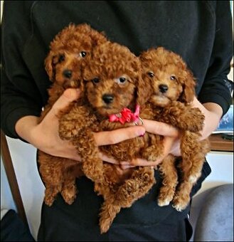 Pudel Toy,Miniaturka red