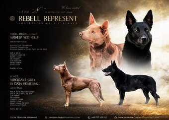 Australian kelpie