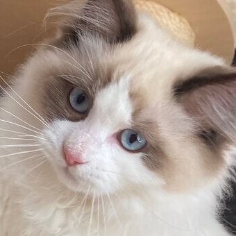 Kot kocurek Ragdoll - 1