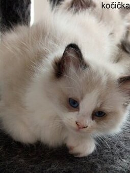 Ragdoll koťátka