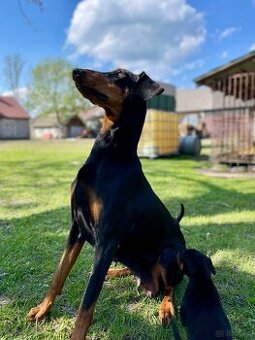 Szczeniaki dobermana