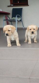 Szczeniaki Labrador