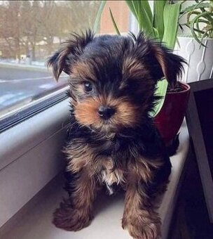 Szczenięta Yorkshire Terrier potrzebują domu
