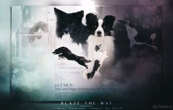 Border collie z rodowodem