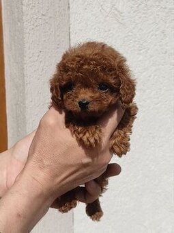 szczenię toy pudla z chińskiej linii