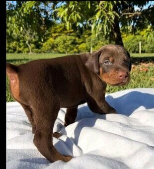 Szczenięta dobermana potrzebują domu.