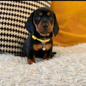 Szczenięta jamników potrzebują domu.