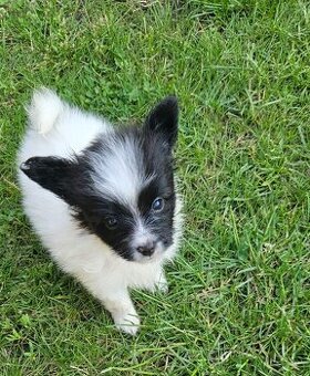 Spaniel Kontynentalny - Papillon