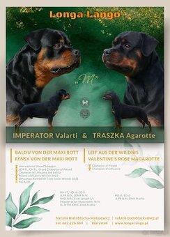 Rottweiler FCI ZKwP Białystok szczenięta szczeniak