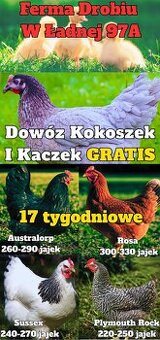 Kokoszki z GWARANCJĄ - Dowóz GRATIS Ferma Drobiu Ładna Marze