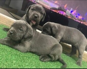 Szczenięta rasy Cane Canso potrzebują domu.