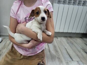 Jack russell terrier