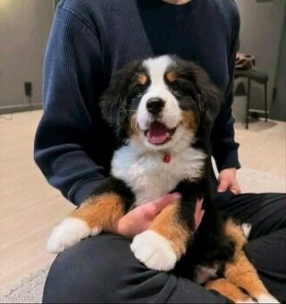 Szczenięta berneńskiego psa pasterskiego potrzebują domu.