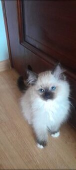 Kotek rasy Ragdoll
