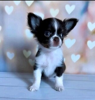 Szczenięta chihuahua potrzebują domu.