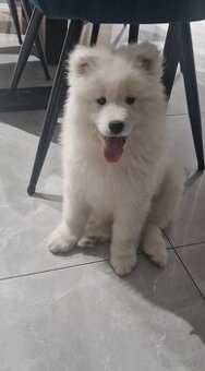 Szczeniaki szukają nowego domku