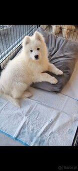 Szczeniaki szukają nowego domku