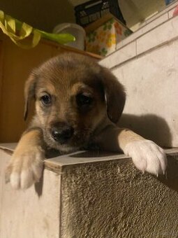 szczeniaki 8 tygodni - mama Beagle