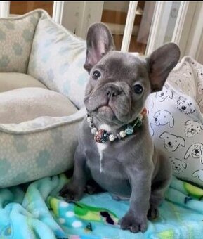 Szczenięta buldoga francuskiego potrzebują domu.