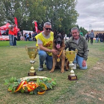 Szczenięta owczarek niemiecki