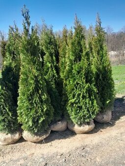 Tuje braband, szmaragd, kornik, aureospicata