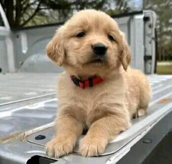 Szczenięta Golden Retrievera szukają domu