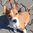 basenji -ostatni samiec