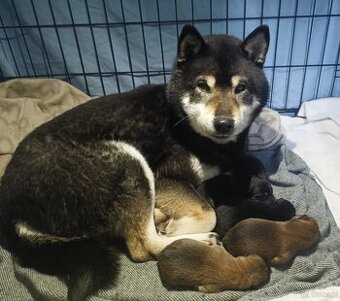 Shiba Inu + Nowy miot + Rezerwacja szczeniąt