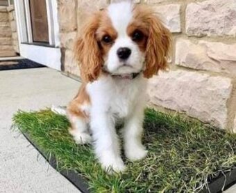 Szczenięta rasy Calvary King Charles potrzebują domu.