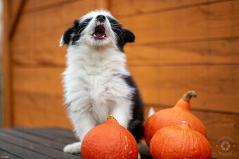 Border collie szczenięta hodowla Anidamara FCI