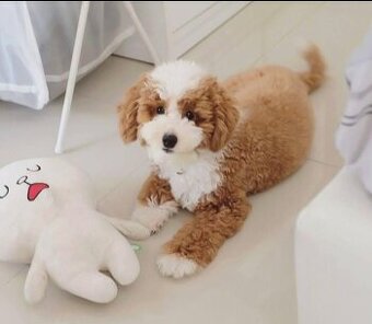 Szczenięta pudla potrzebują domu.