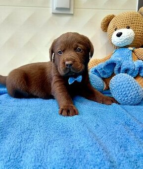 Labrador Retriver PIESIO