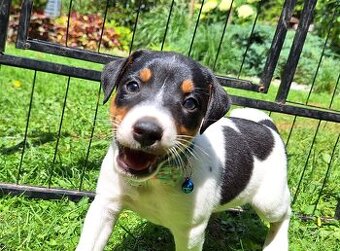 Parson Russell Terrier ZKwP FCI