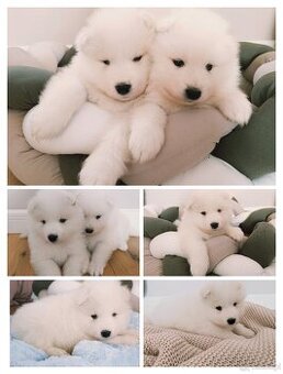 Szczeniaki Samoyed odbiór kwiecień