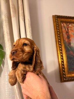 Wspaniała suczka Cocker Spaniel