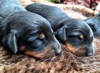 Gończy Słowacki KOPOV ZKwP FCI