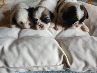 Suczki mieszanka (shih-tzu-pekinczyk)