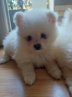 Pomeranin