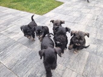 Sznaucer miniaturowy