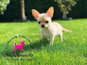 CHIHUAHUA, ZKwP FCI drobna dziewczynka krótkowłosa po Champi