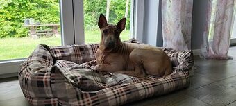 Thai Ridgeback Dog- Dog Thajski