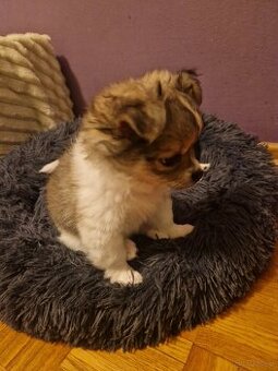 Sliczna suczka szuka domu