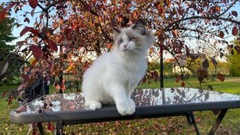 Kot kocurek Ragdoll