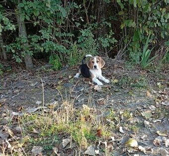 Beagle szczenięta