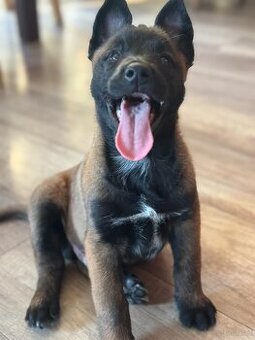Owczarek belgijski malinois